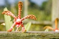 Spotted red and yellow Mokara orchid