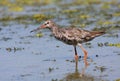 Spotted redshank Royalty Free Stock Photo