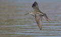 Spotted Redshank, Crete Royalty Free Stock Photo