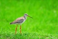 Spotted Redshank