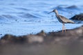 Spotted Redshank standing on a beach