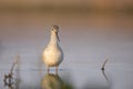 Spotted Redshank (Tringa erythropus). Royalty Free Stock Photo