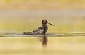 Spotted redshank (Tringa erythropus) bathing in the wetlands