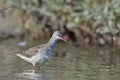Spotted Redshank, Crete Royalty Free Stock Photo