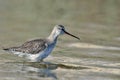 Spotted Redshank, Crete Royalty Free Stock Photo