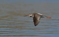 Spotted Redshank, Crete Royalty Free Stock Photo