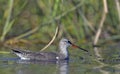 Spotted Redshank, Crete Royalty Free Stock Photo