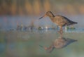 Spotted Redshank - Tringa erythropus Royalty Free Stock Photo