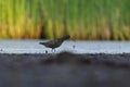 Spotted redshank (Tringa erythropus) looking for food in the wetlands