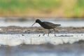 Spotted redshank (Tringa erythropus) looking for food in the wetlands