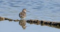 Spotted Redshank - Tringa erythropus, at rest on migration. Royalty Free Stock Photo