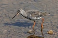 Spotted Redshank - Tringa erythropus, searching for food.