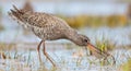 Spotted redshank - Tringa erythropus