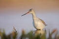 Spotted Redshank (Tringa erythropus). Royalty Free Stock Photo