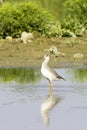 Spotted Redshank (Tringa erythropus) walking at shore