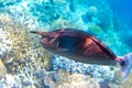 Spotted rhino fish over a coral reef Naso brevirostris