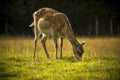 Spotted roe deer grazing in grassland