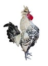 Spotted rooster sing a song Royalty Free Stock Photo