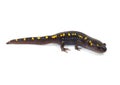 Spotted Salamander