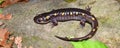 Spotted Salamander (Ambystoma maculatum) Royalty Free Stock Photo