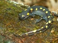 Spotted Salamander (Ambystoma maculatum) Royalty Free Stock Photo