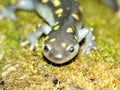 Spotted Salamander (Ambystoma maculatum) Royalty Free Stock Photo