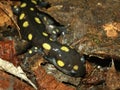 Spotted Salamander (Ambystoma maculatum) Royalty Free Stock Photo