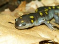 Spotted Salamander (Ambystoma maculatum) Royalty Free Stock Photo