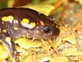 Spotted Salamander (Ambystoma maculatum) Royalty Free Stock Photo