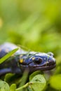 Spotted Salamander Ambystoma maculatum in clover and grass with negative space for copy Royalty Free Stock Photo