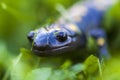 Spotted Salamander Ambystoma maculatum in clover and grass with negative space for copy Royalty Free Stock Photo