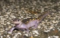 Spotted Salamander