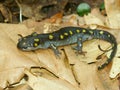 Spotted Salamander (Ambystoma maculatum) Royalty Free Stock Photo