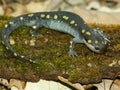 Spotted Salamander Ambystoma maculatum Royalty Free Stock Photo