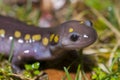 Spotted Salamander Royalty Free Stock Photo
