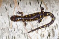 Spotted Salamander Ambystoma maculatum