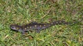 Spotted Salamander