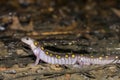 Spotted Salamander Royalty Free Stock Photo
