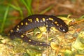 Spotted Salamander Ambystoma maculatum Royalty Free Stock Photo