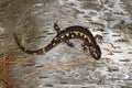 Spotted Salamander Ambystoma maculatum Royalty Free Stock Photo