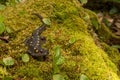 Spotted Salamander