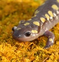 Spotted Salamander Royalty Free Stock Photo