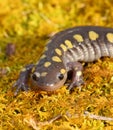 Spotted Salamander Royalty Free Stock Photo