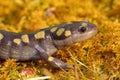 Spotted Salamander Royalty Free Stock Photo