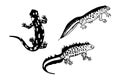 Spotted Salamander, Filamentous Newt, Crested Newt. Vector stock illustration eps10. Hand drawing, outline. Isolate on a white bac