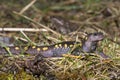 Spotted Salamander