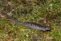 Spotted Salamander Royalty Free Stock Photo