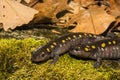 Spotted Salamanders Royalty Free Stock Photo