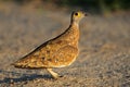 Spotted sandgrouse