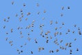 Spotted sandgrouse in flight